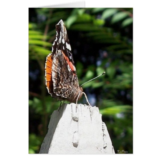 Vlindervleugels (Voorkant)