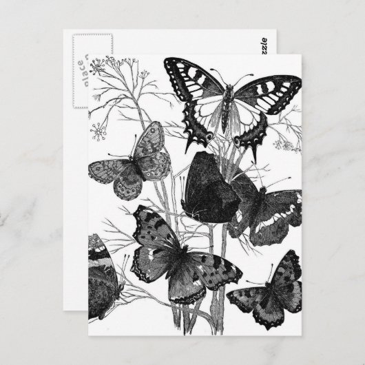 vlindervliegen afdrukken briefkaart (Voorkant / Achterkant)