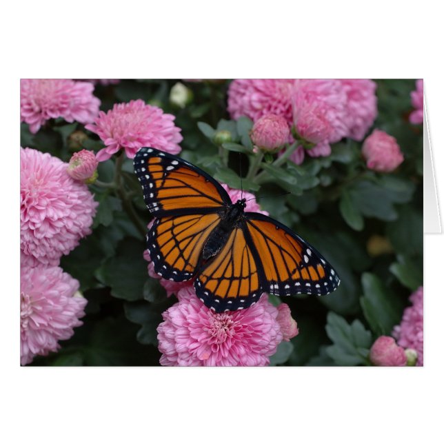 vlindervlinder (Voorkant Horizontaal)