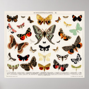  vlindervoorbeeld poster