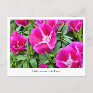 Vloeibaar Briefkaart voor de slacht of voor de str