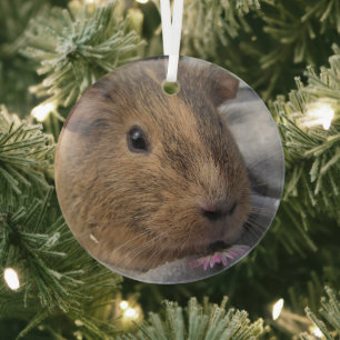 Vloeiend, Agouti Guinea Pig. en Roze Bloem Glas Ornament