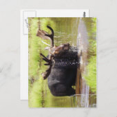 vloeiend briefkaart (Voorkant / Achterkant)