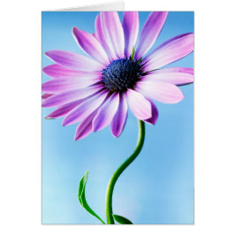 Vloeiende bloemen van Paarse en Blauwe Daisy