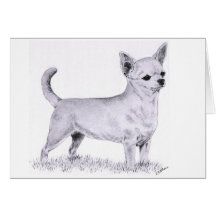 Vloeiende jas chihuahua - staande