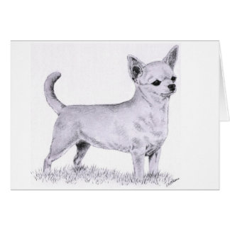 Vloeiende jas chihuahua - staande