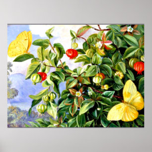 Vloeiing, bloemen en vruchten van de Pitanga - Jam Poster