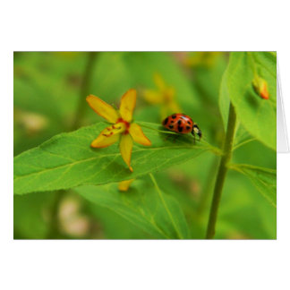 Vloer- en ladybug-kaart