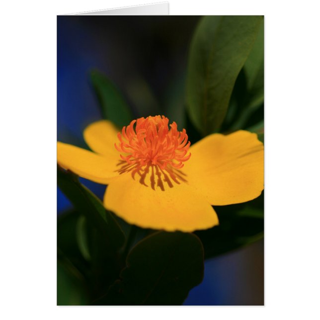 Vloerschaduw (Voorkant)