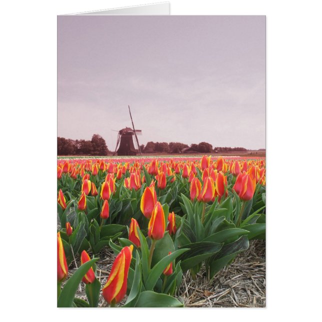 Vloerveld en windmolen van Tulp (Voorkant)