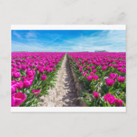 Vloerveld met paarse tulpen en pad