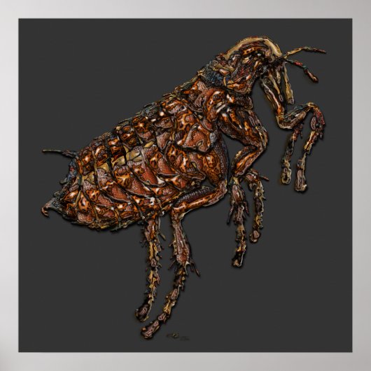 Vlooien op grijs poster (Voorkant)