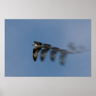 Vlucht van de Osprey Poster