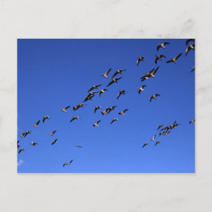 Vlucht van de Wilde Ganzen - Briefkaart