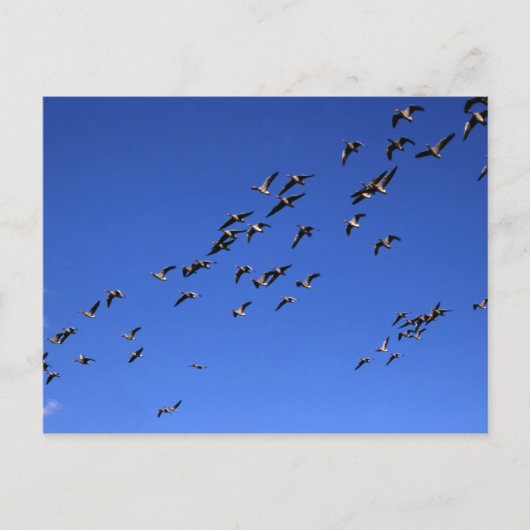Vlucht van de Wilde Ganzen - Briefkaart (Voorkant)