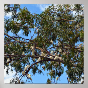Vlucht van het wild: witte Australische kaketoes Poster
