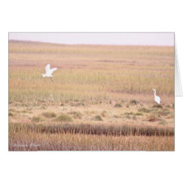 Vluchteling Parker River Wildlife: Plum Island