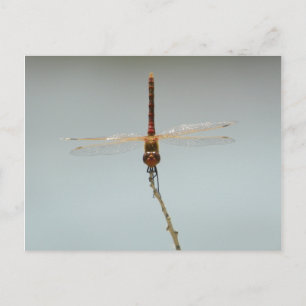 Vluchtelingentoevluchtsoord Fallon, rode dragonfly Briefkaart