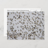 Vluchtkuil van ganzen briefkaart (Voorkant / Achterkant)