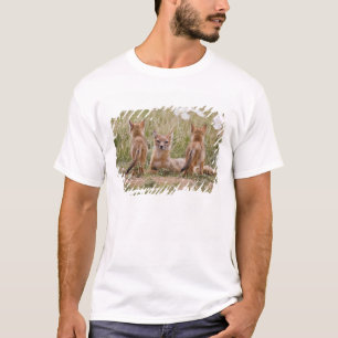 Vlugge Vos (Vulpes velox) vrouwtje met jongen bij T-shirt