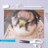 VOD VAN PREY FALCON TISSUEPAPIER (Craft)