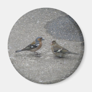 Voeder me Chaffinch Magnet Magneet