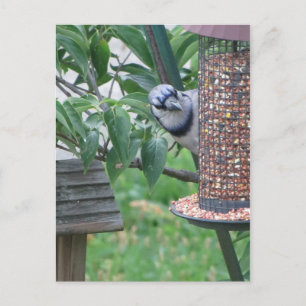 Voeding Blue Jay Briefkaart