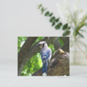 Voeding Blue Jay Briefkaart (Staand voorkant)