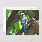 Voeding Blue Jay Briefkaart (Voorkant / Achterkant)