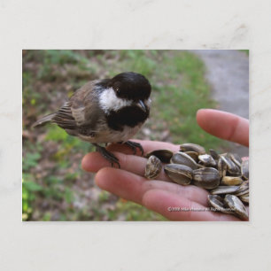 Voeding van de vogels briefkaart