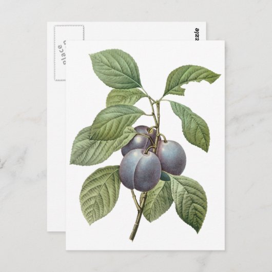 voedingsvruchten, Paarse tuinplassen van Redoute Briefkaart (Voorkant / Achterkant)