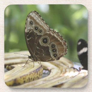 Voedsel voor Butterflies Drankjes Onderzetter