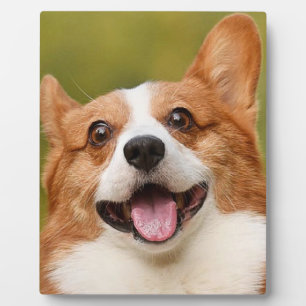 Voeg Dog Photo Personalized Gepersonaliseerd Fotoplaat