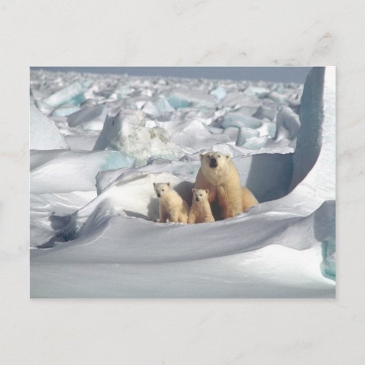 Voeg SLOGAN toe om Arctic Polar Beren Planet Ice t Briefkaart (Voorkant)