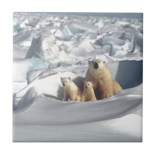 Voeg SLOGAN toe om Arctic Polar Beren Planet Ice t Tegeltje (Voorkant)