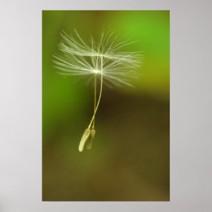 Voel vrij - vliegende Dandelion-zaden Poster
