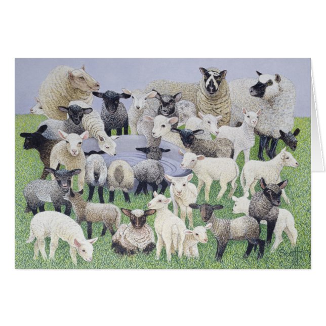 Voeling van schapen (Voorkant Horizontaal)