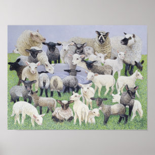 Voeling van schapen poster