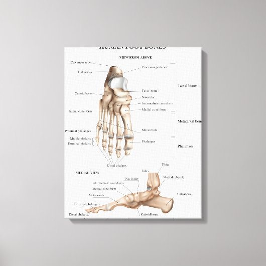 Voet Botten anatomie Canvas Afdruk (Voorkant)