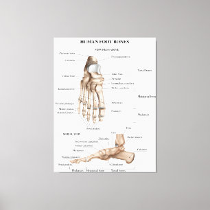 Voet Botten anatomie Canvas Afdruk