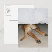Voet en staart van gele labhond verborgen onder be briefkaart (Voorkant / Achterkant)