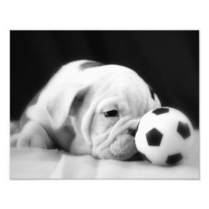 "Voetbal Nose" English Bulldog Puppy Foto Afdruk