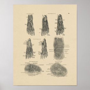  voetspieren Anatomie 1880 Afdrukken Poster