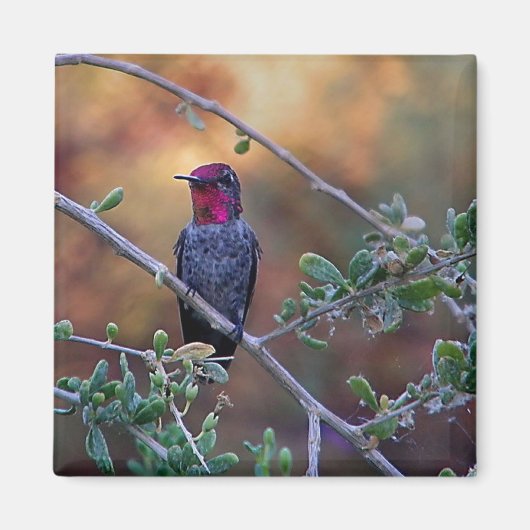 Voetvogel in de zon magneet (Voorkant)