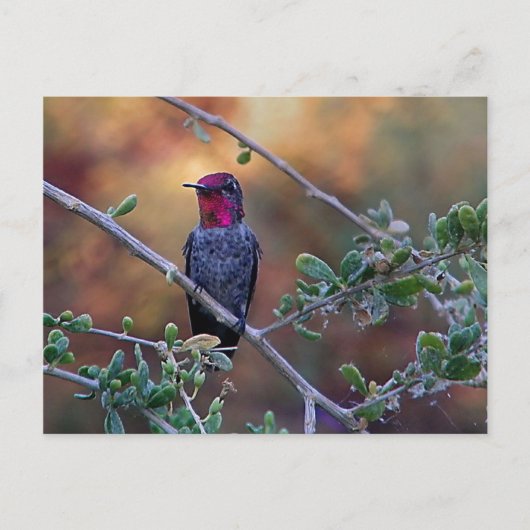 Voetvogel op zonsondergang briefkaart (Voorkant)
