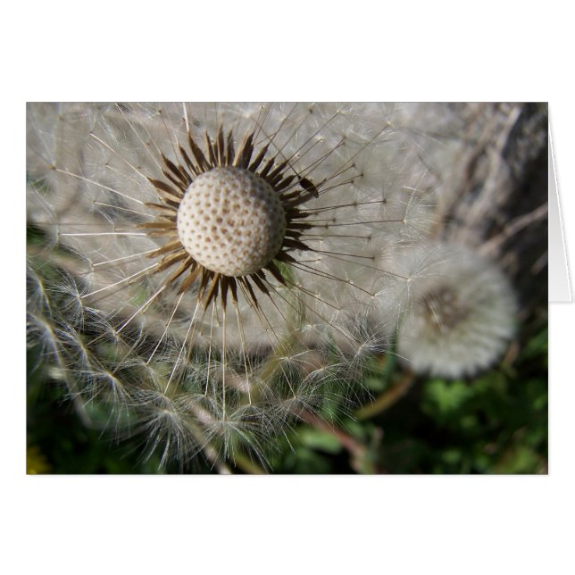Voeux de Dandelion (Devant horizontal)