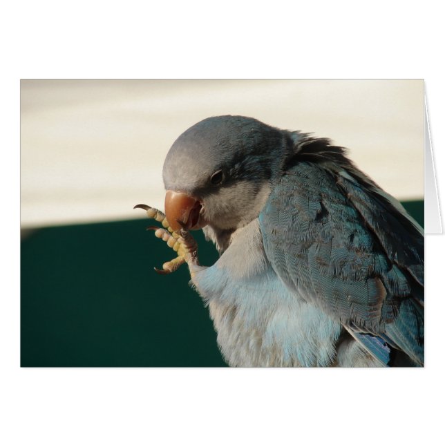  vogel (Voorkant Horizontaal)