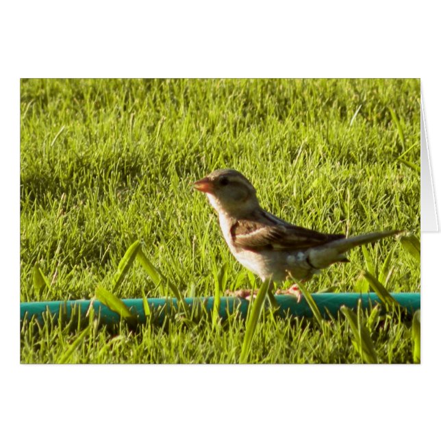 vogel (Voorkant Horizontaal)