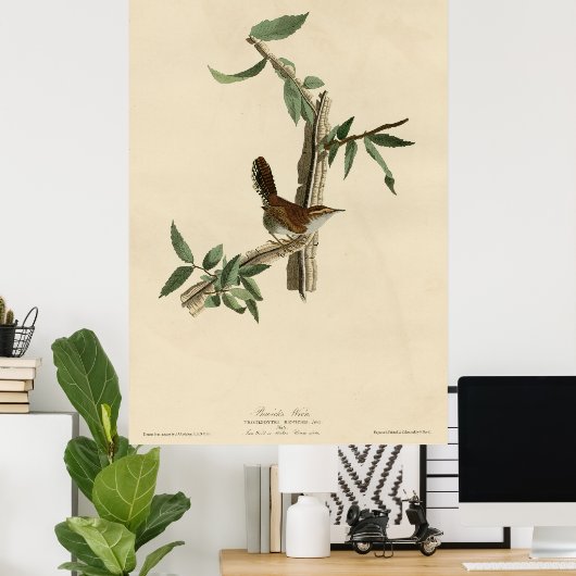 Vogel, Amerika, Bewick Wren, Audubon, Poster (Thuiskantoor)