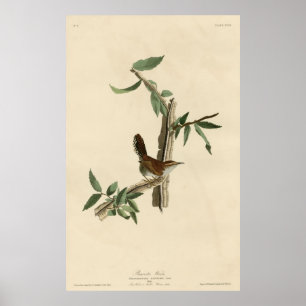 Vogel, Amerika, Bewick Wren, Audubon,  Poster